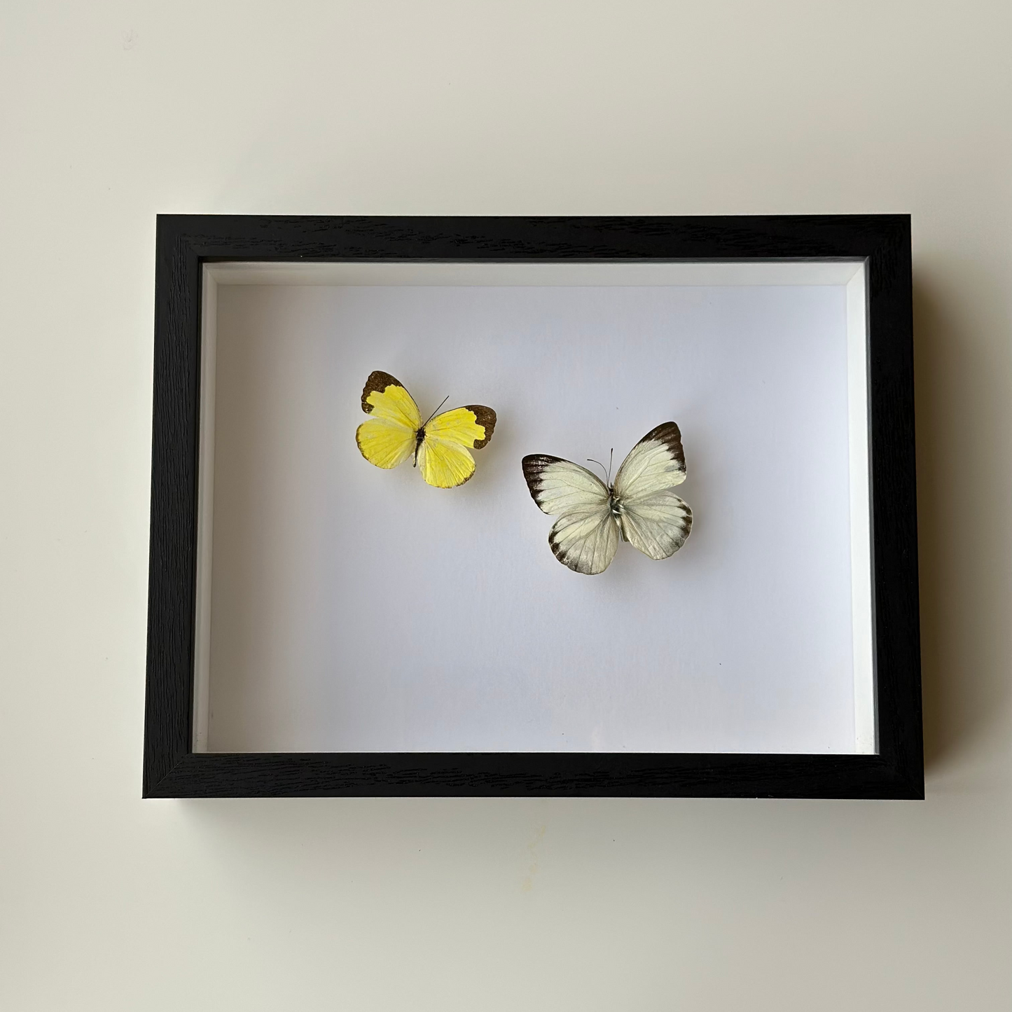 Duo Butterflies
