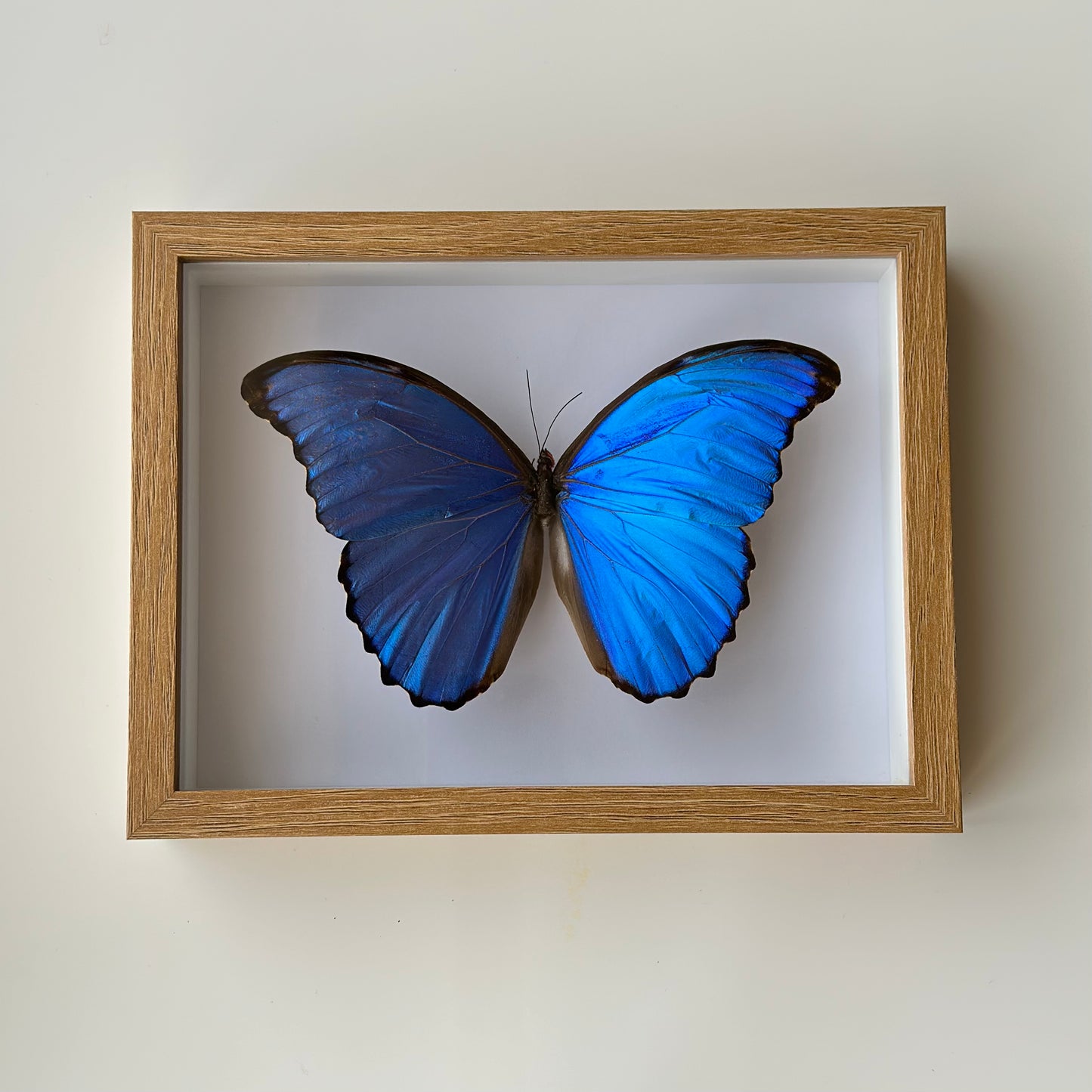 BB025 - فراشه متضررة