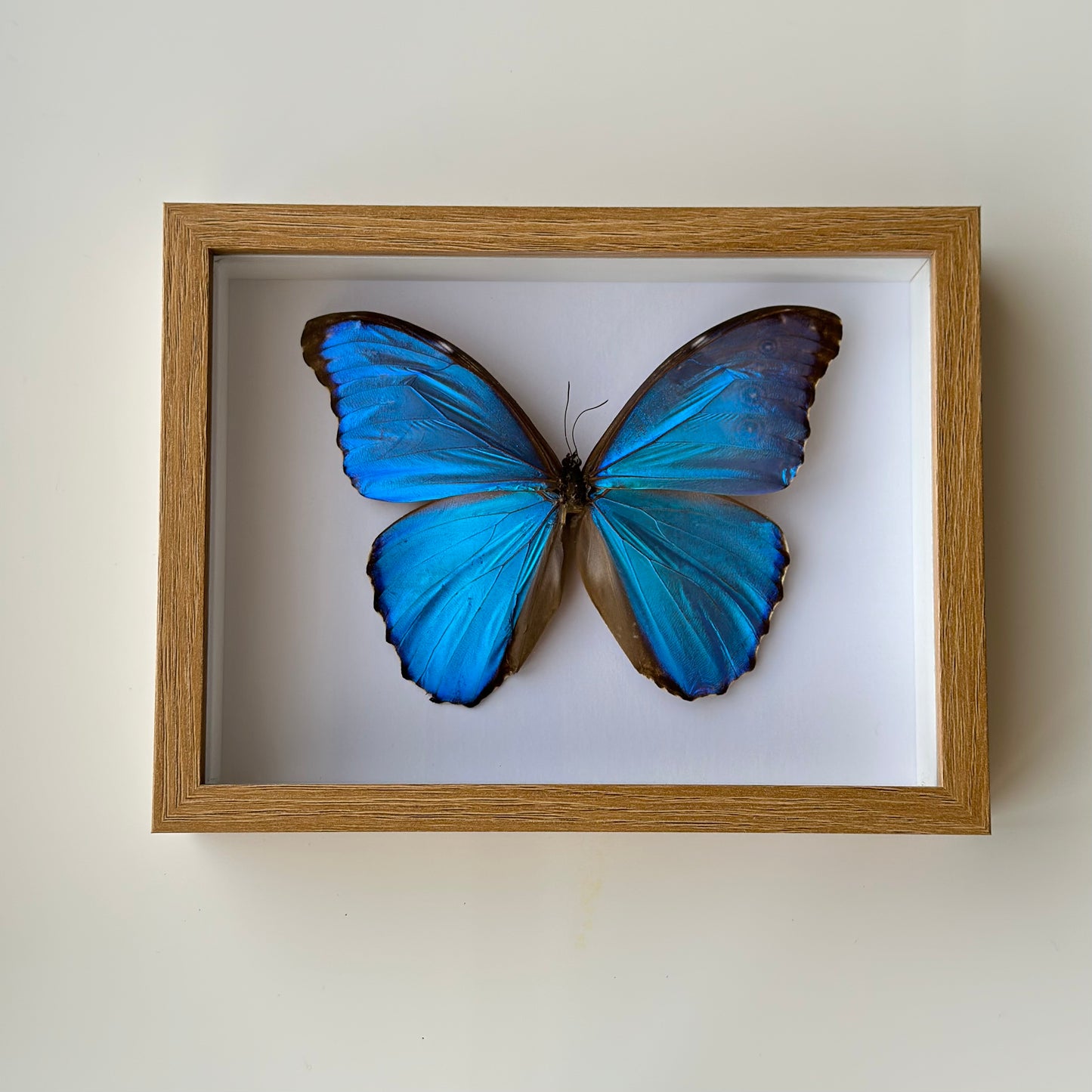 BB029 - فراشه متضررة