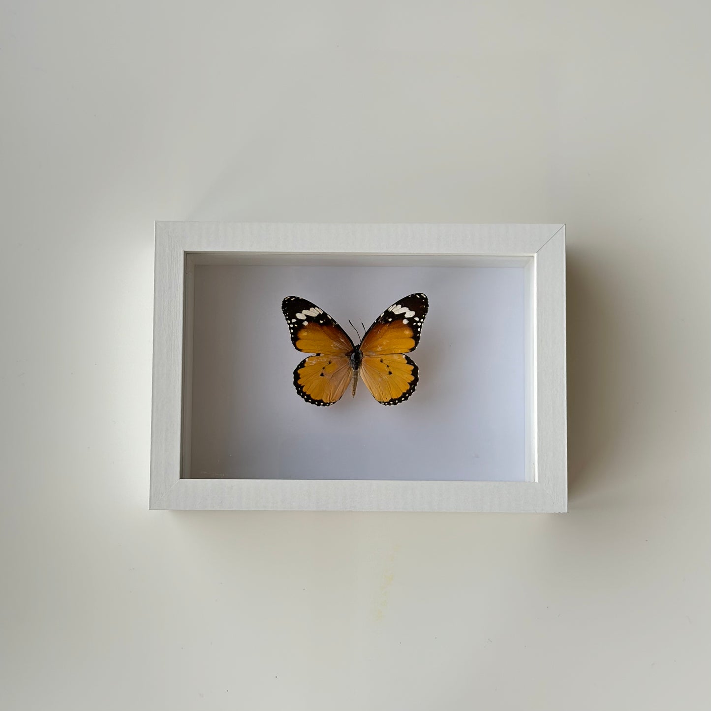 BB034 - فراشه متضررة