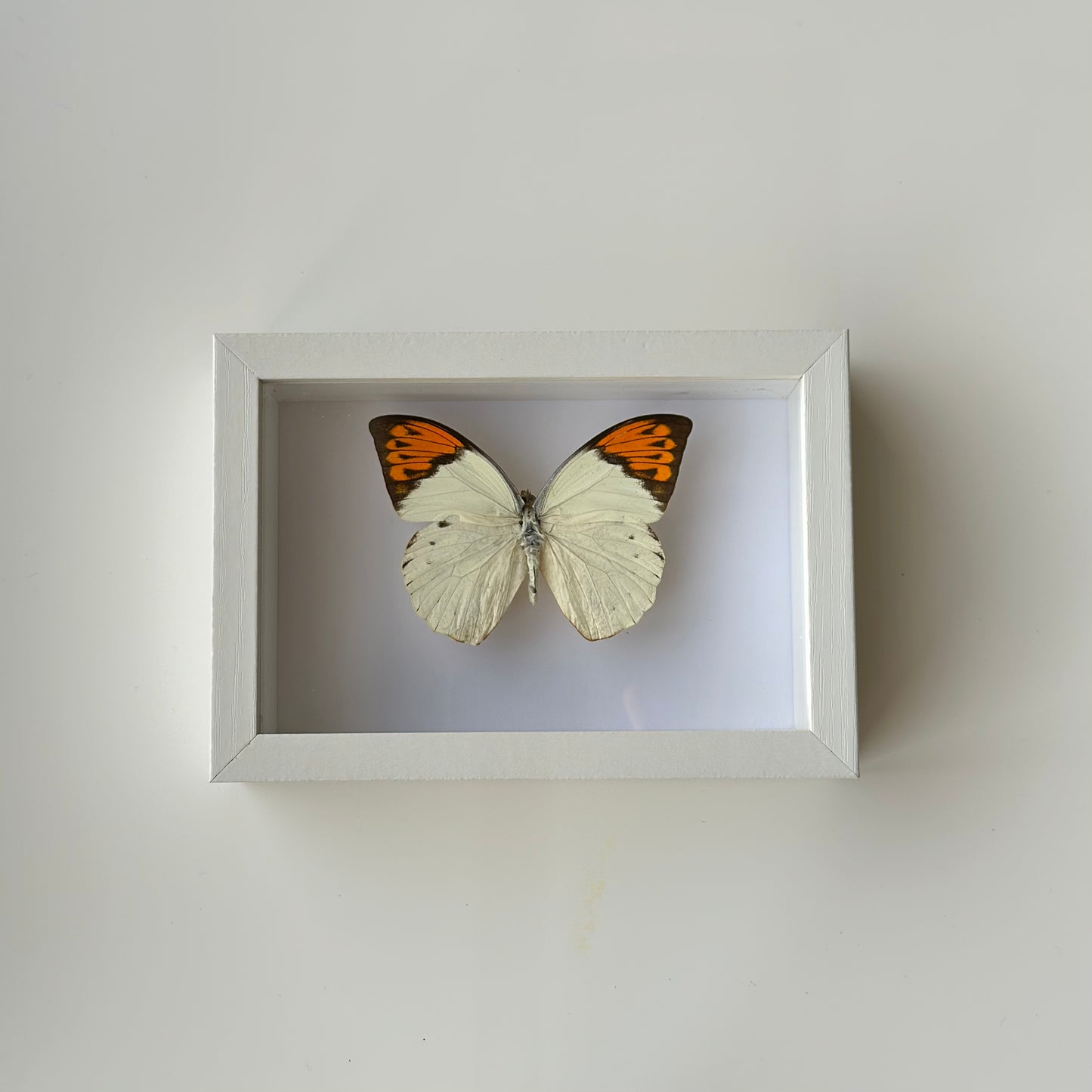 BB036 - فراشه متضررة