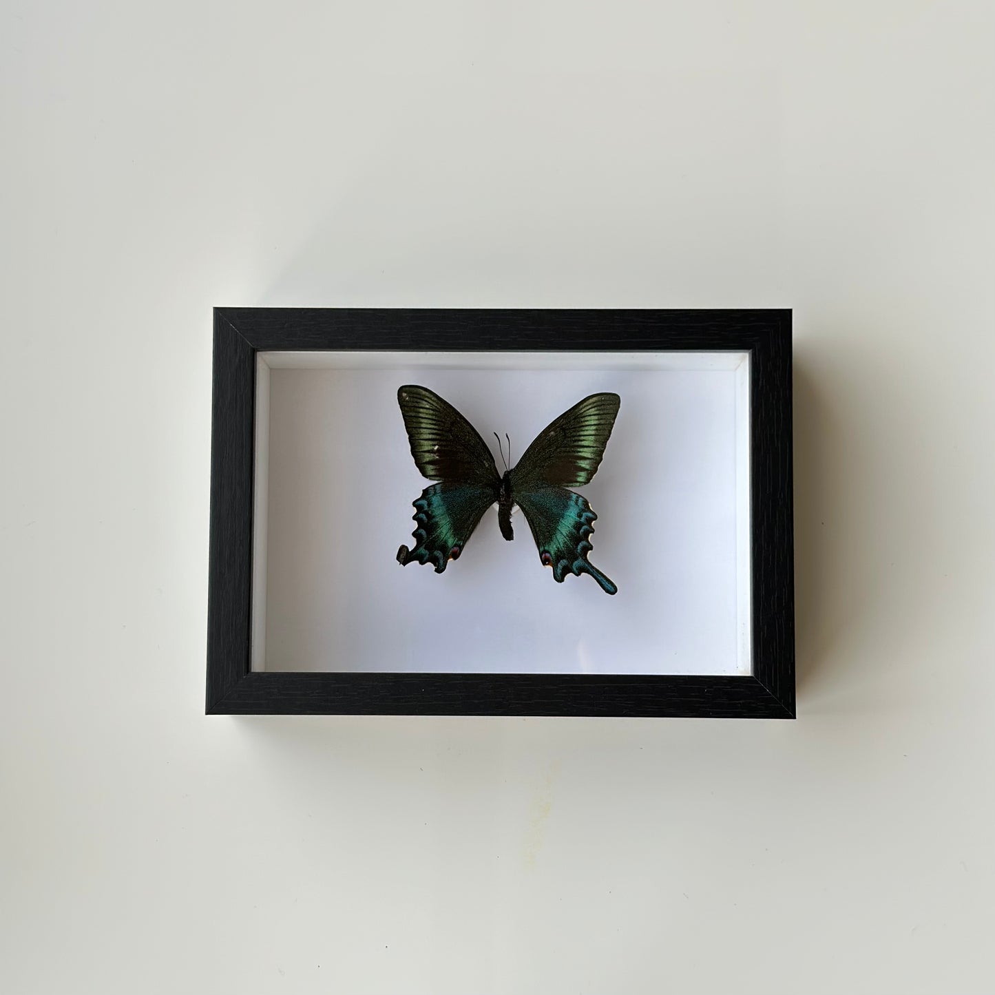 BB037 - فراشه متضررة