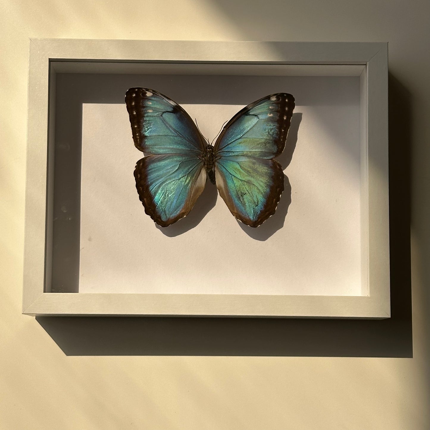 BB016 - فراشه متضررة