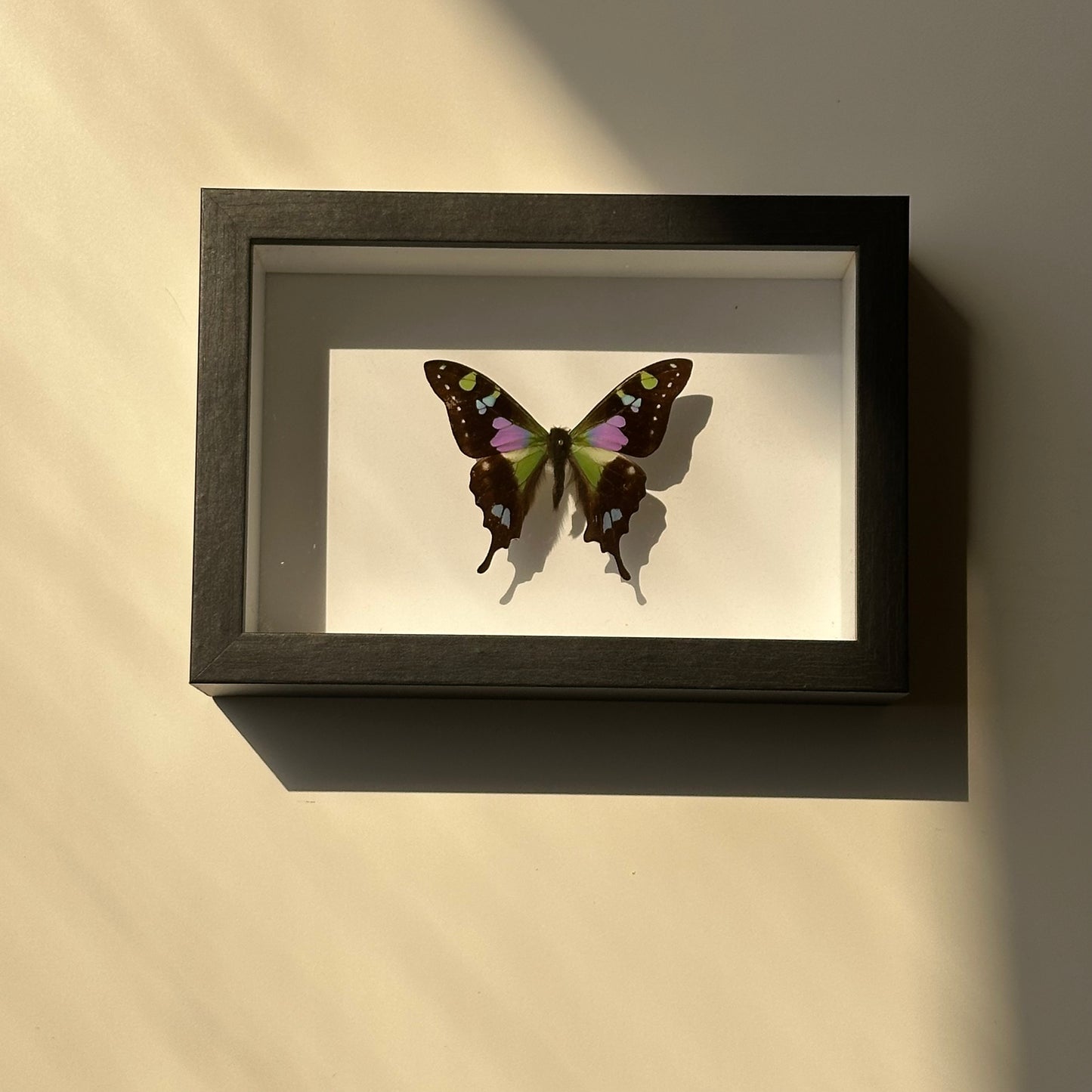 BB019 - فراشه متضررة
