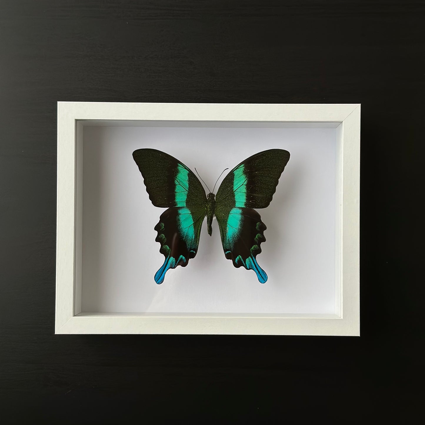 Papilio Blumei