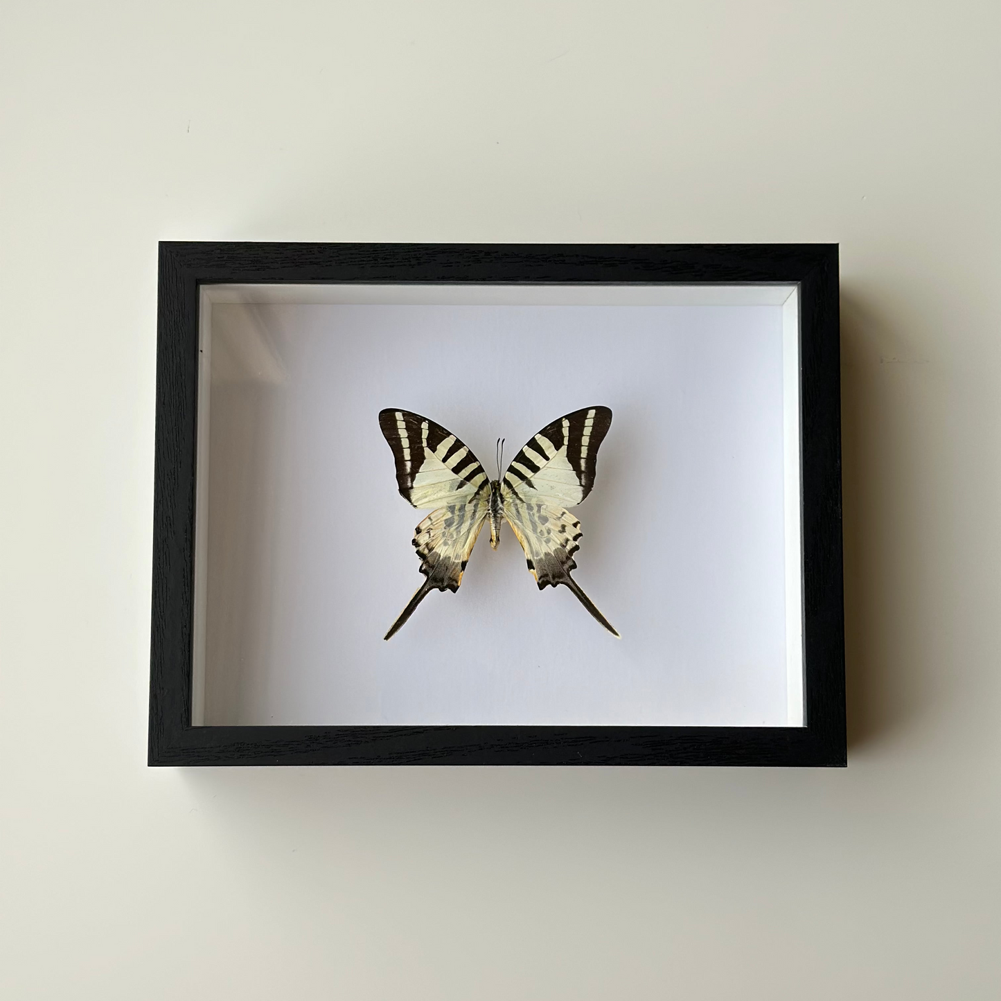 Graphium Antiphates