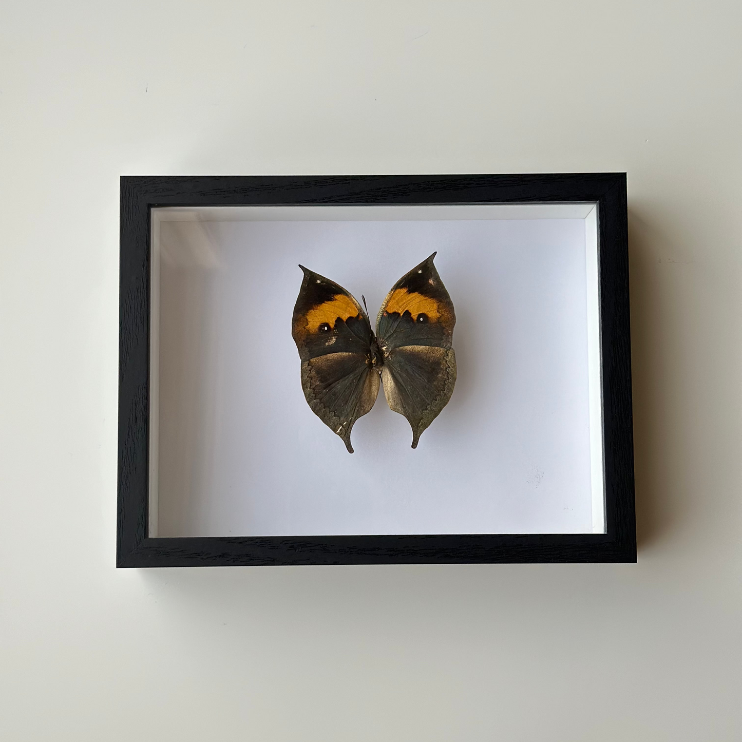Kallima Inachus