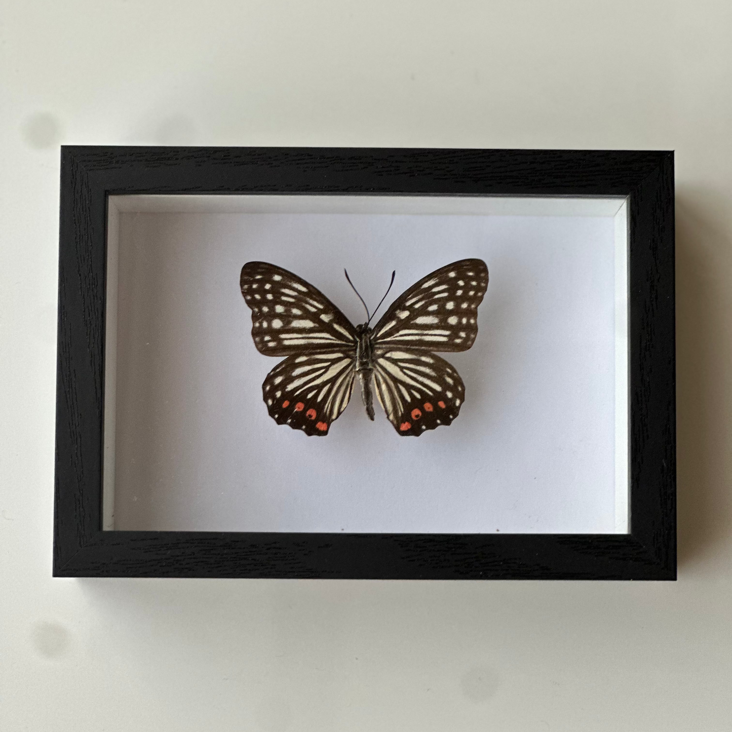 Hestina Assimilis