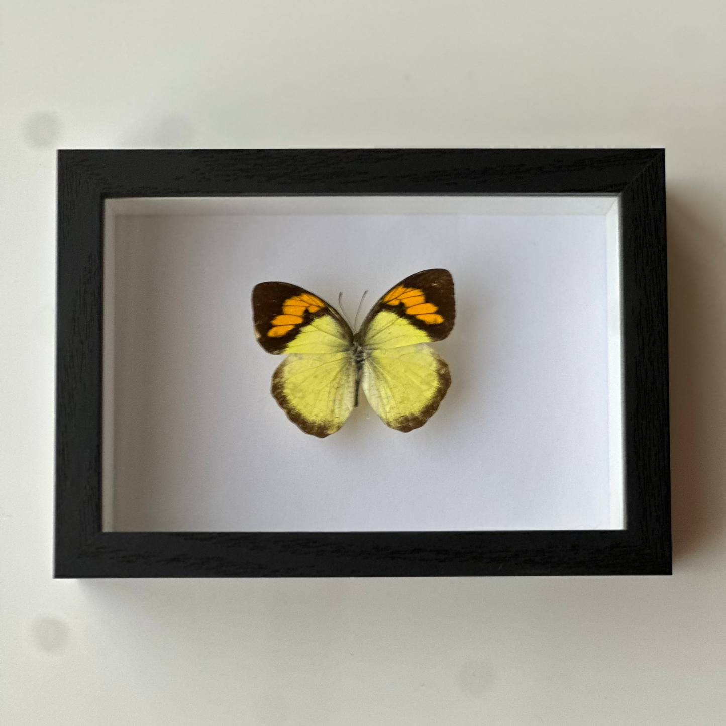 BB023 - فراشه متضررة