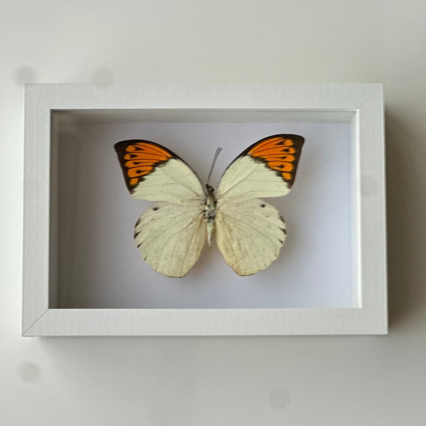 Hebomoia Glaucippe