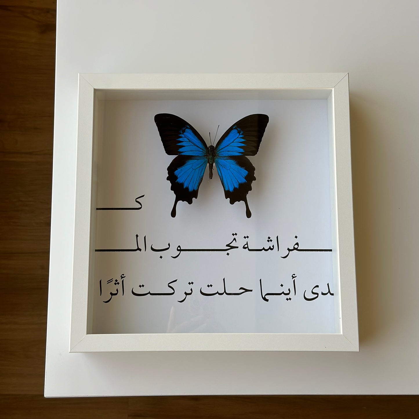 Papilio Ulysses ~ Calligraphy Collection