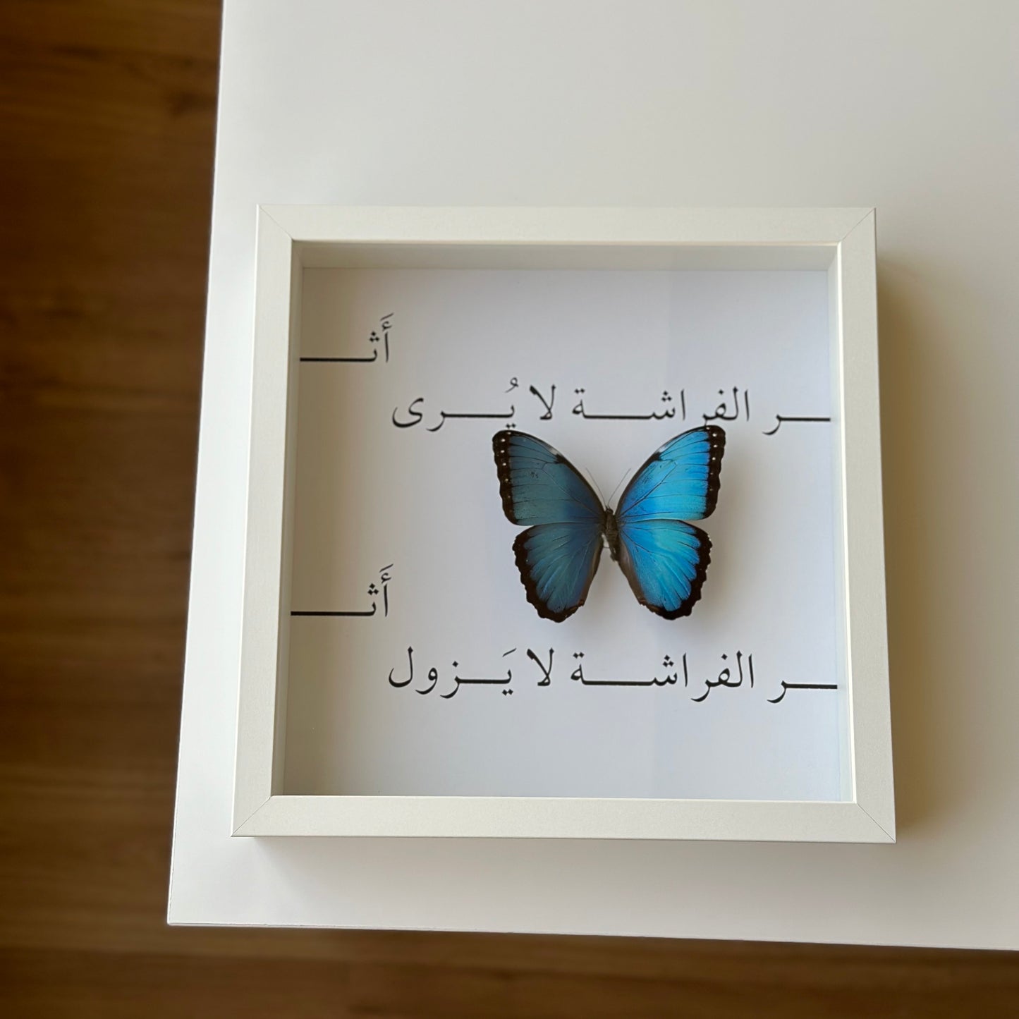 Morpho Peleides ~ Calligraphy Collection