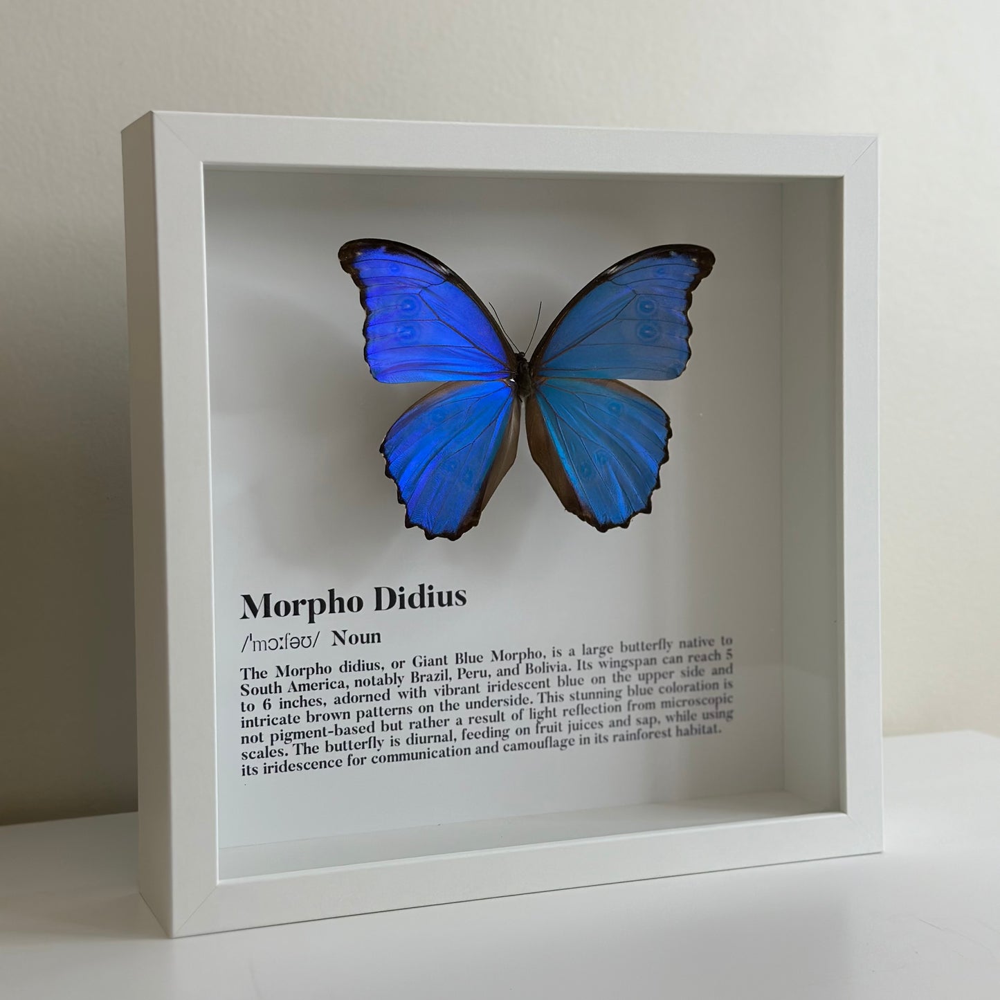 Morpho Didius 2