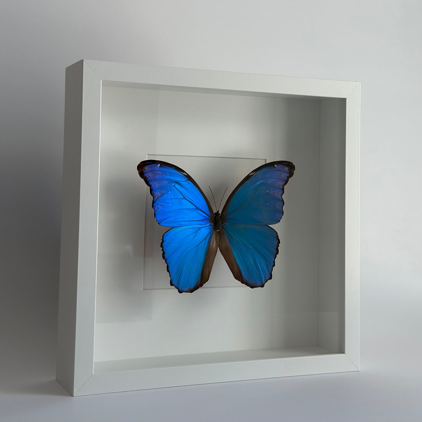 Morpho Didius