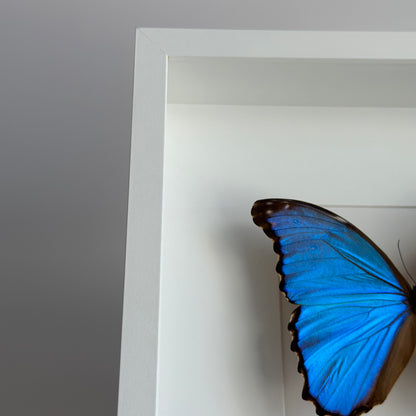 Morpho Didius