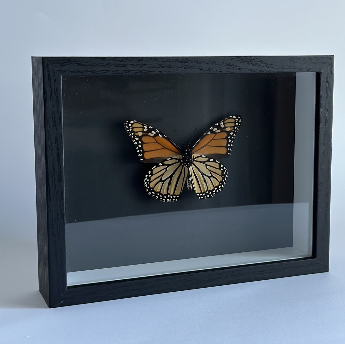 Monarch Butterfly - front