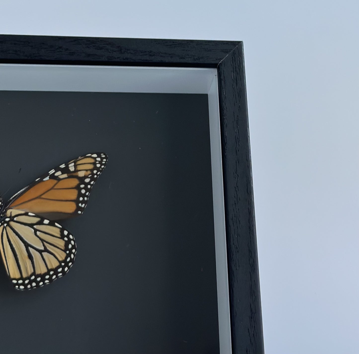 Monarch Butterfly - front