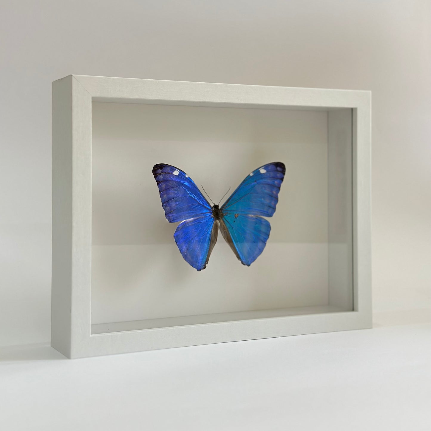 Morpho Adonis