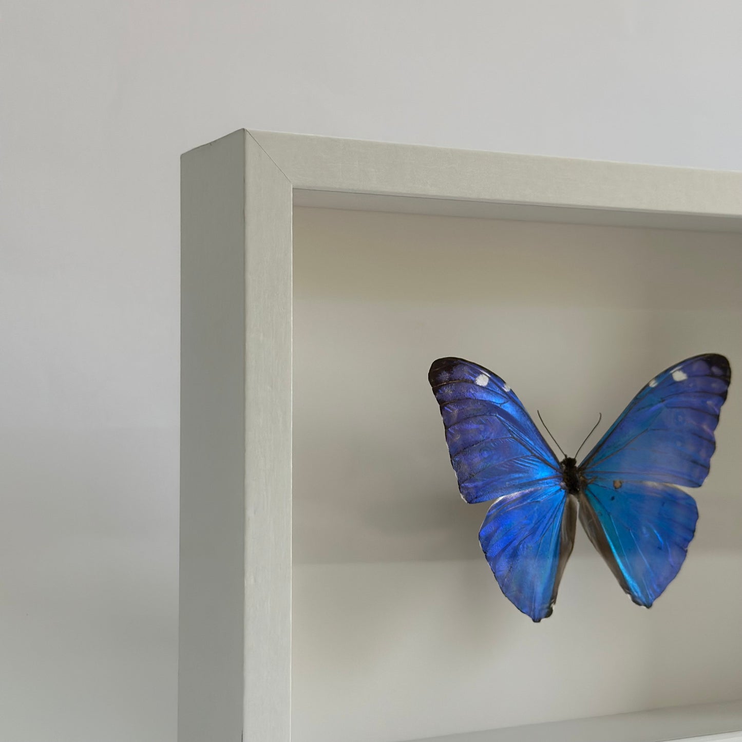 Morpho Adonis