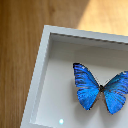 Morpho Adonis