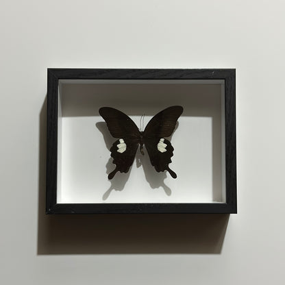 Papilio Helenus