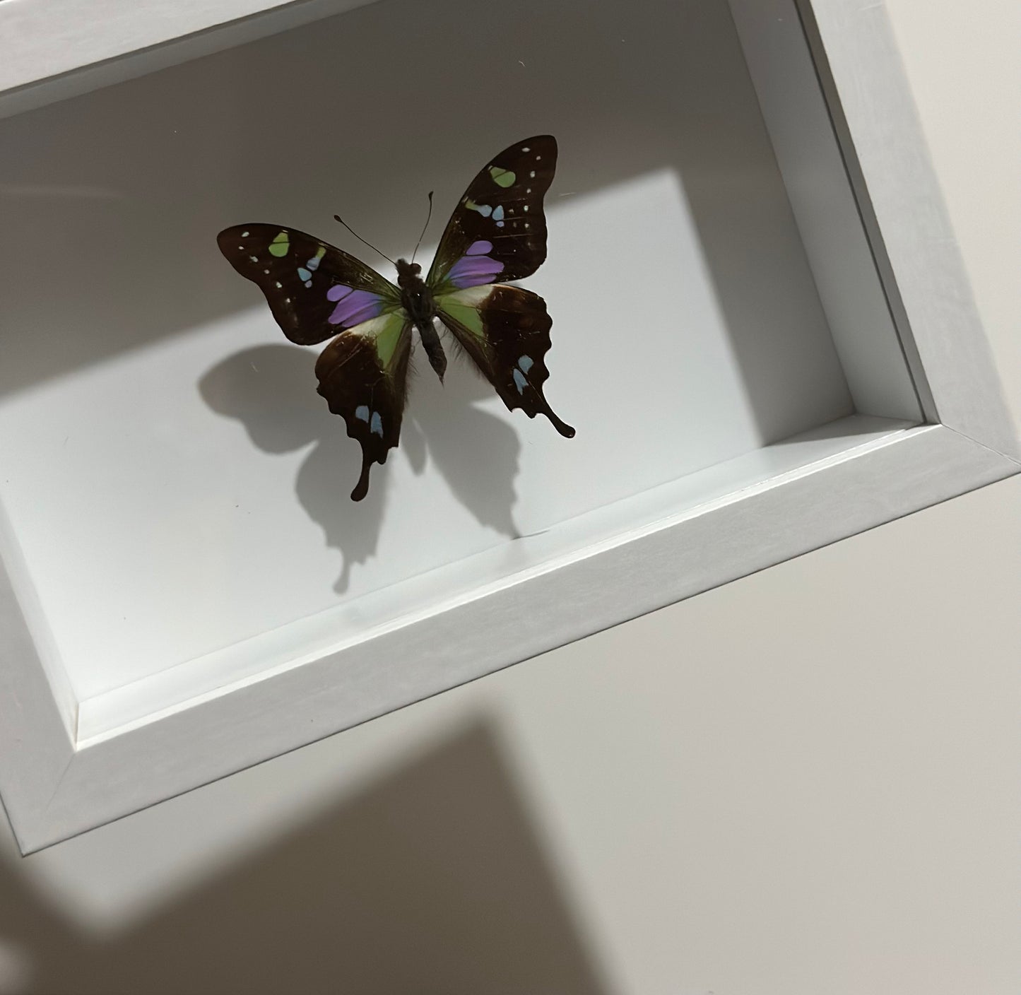 Graphium Weiskei