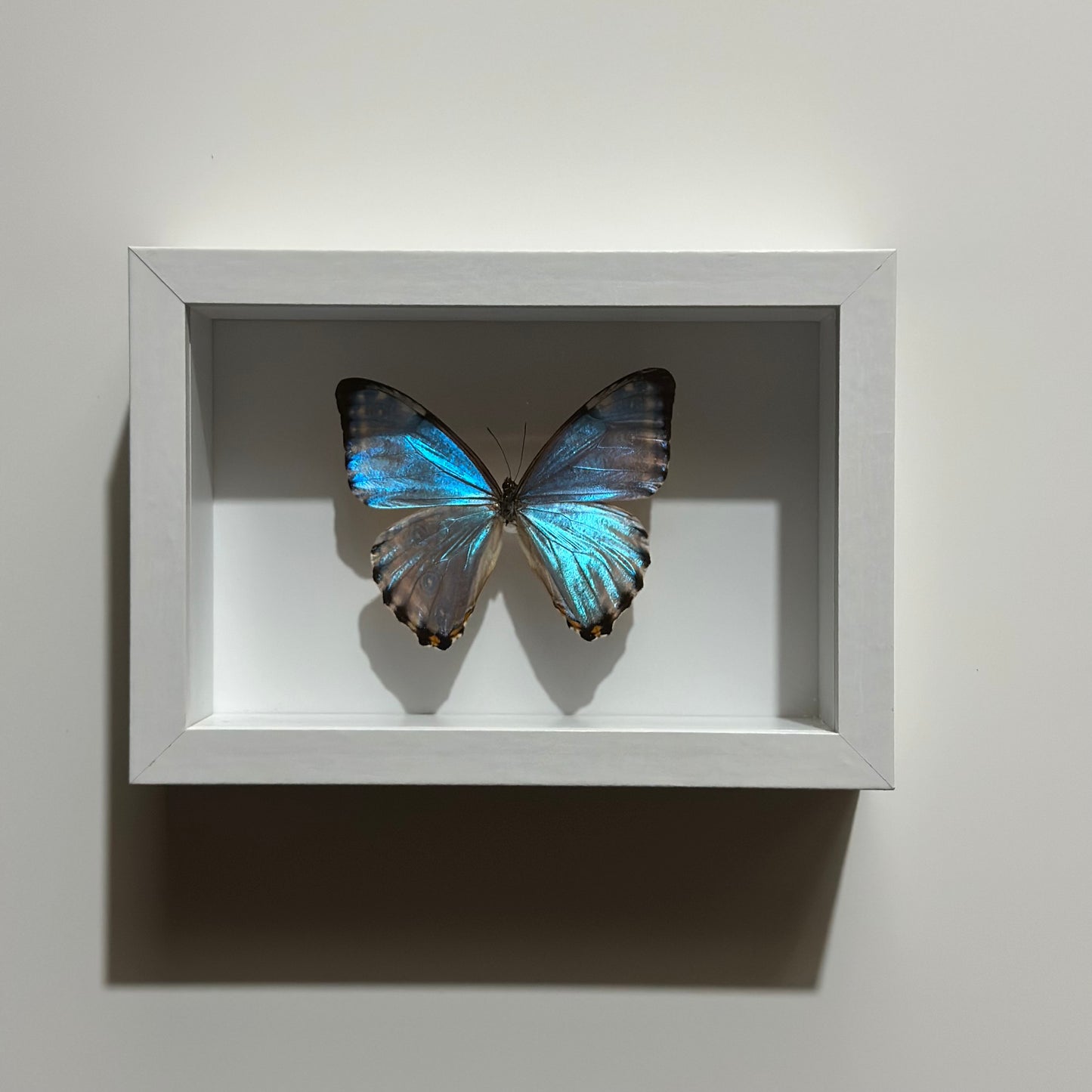 Morpho Thamyris