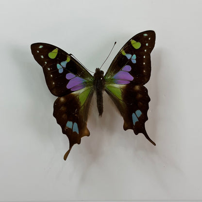 Graphium Weiskei