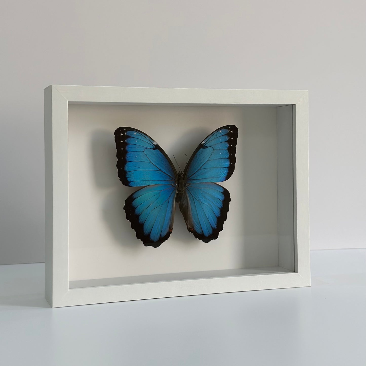 Morpho Peleides