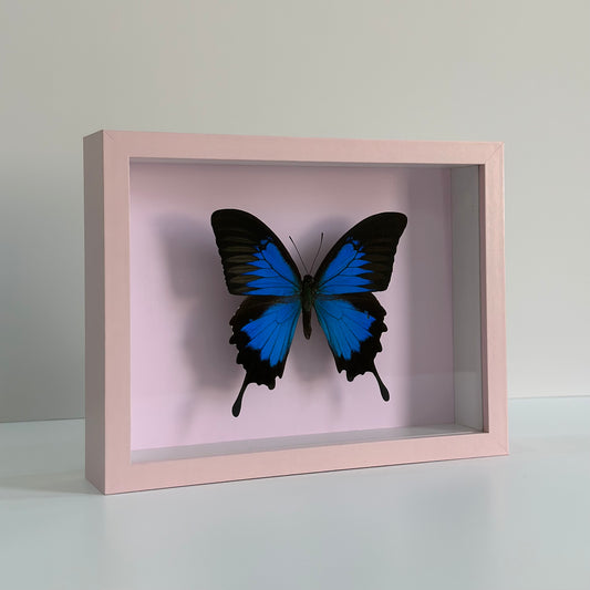 Papilio Ulysses - Pink Frame