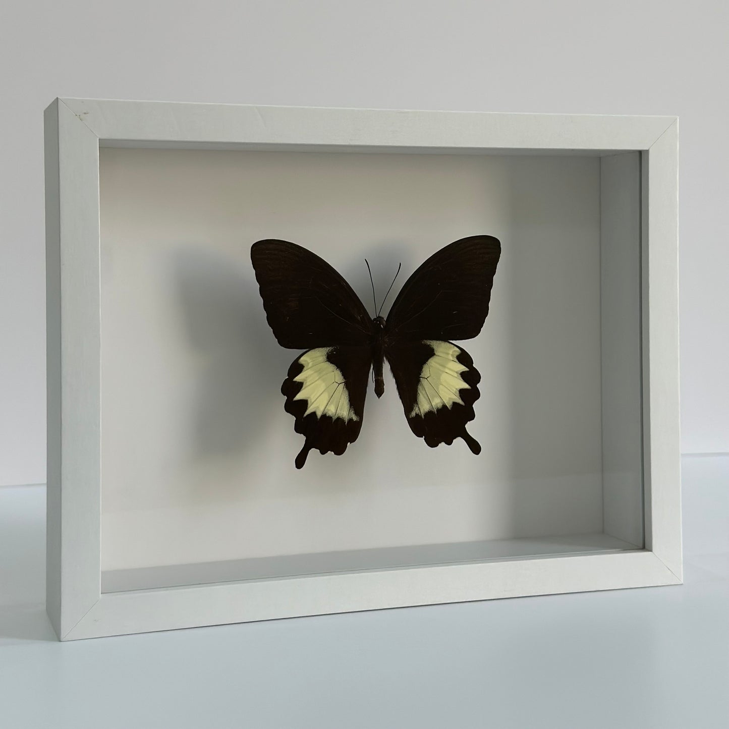 Papilio Albinus