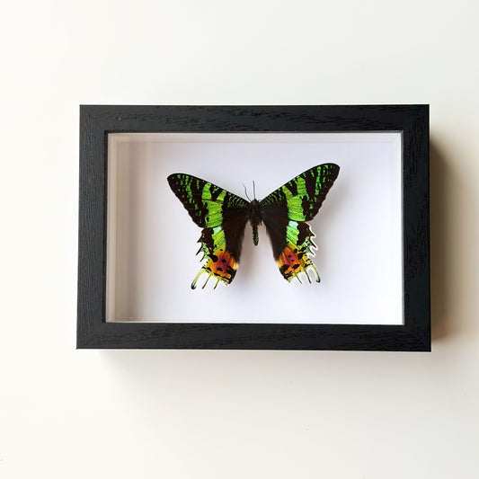 Sunset Moth F - عثة غروب الشمس