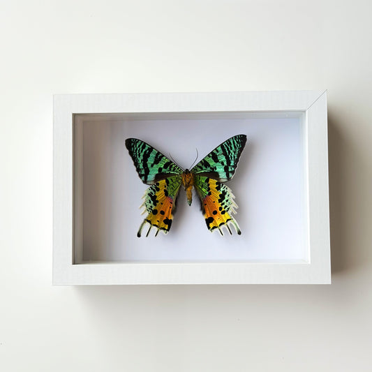 Sunset Moth B - عثة غروب الشمس