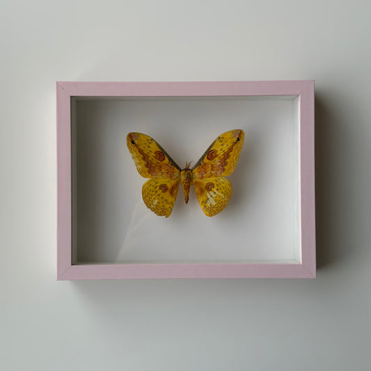 Loepa oberthuri - Pink