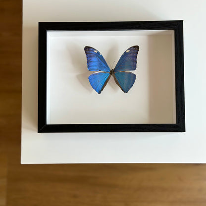 Morpho Adonis