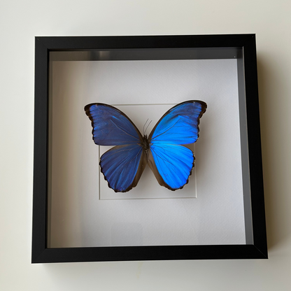 Morpho Didius
