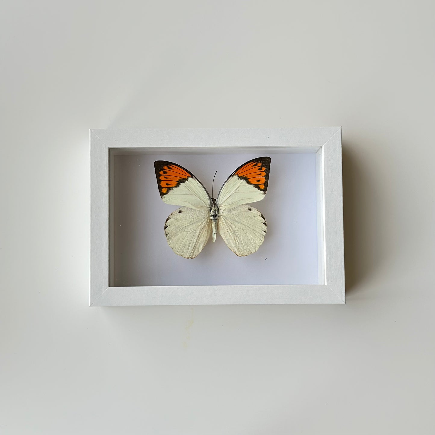 Hebomoia Glaucippe