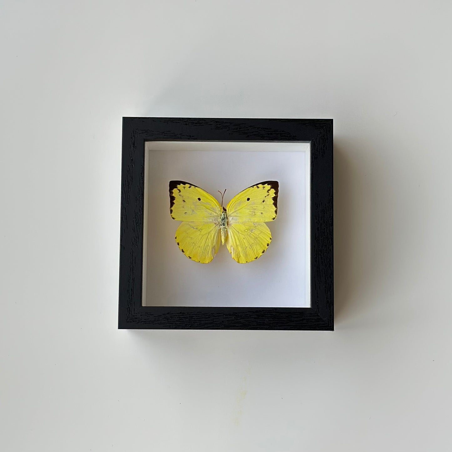 Lemon Emigrant