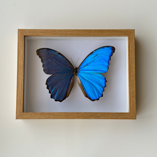 BB026 - فراشه متضررة