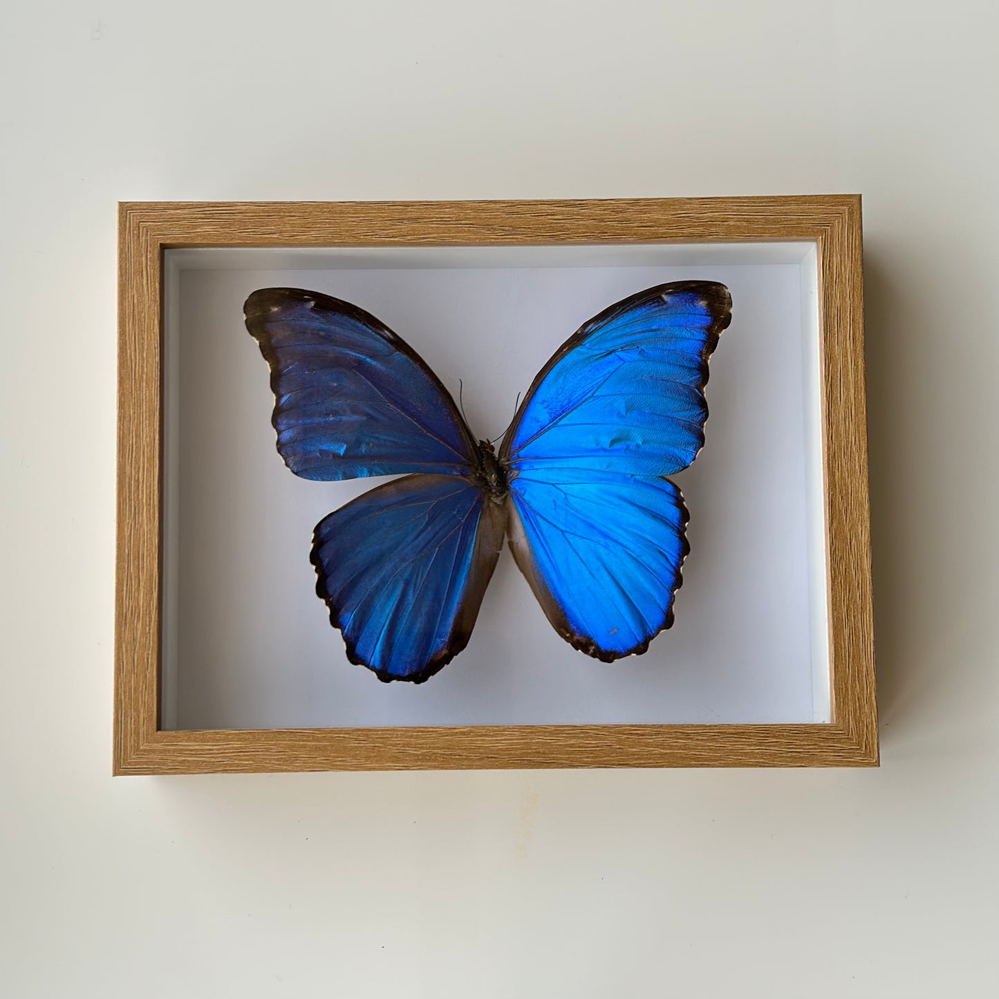 BB027 - فراشه متضررة