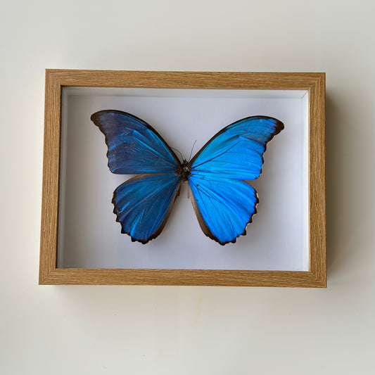 BB028 - فراشه متضررة