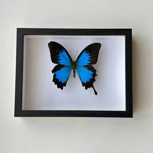 BB031 - فراشه متضررة