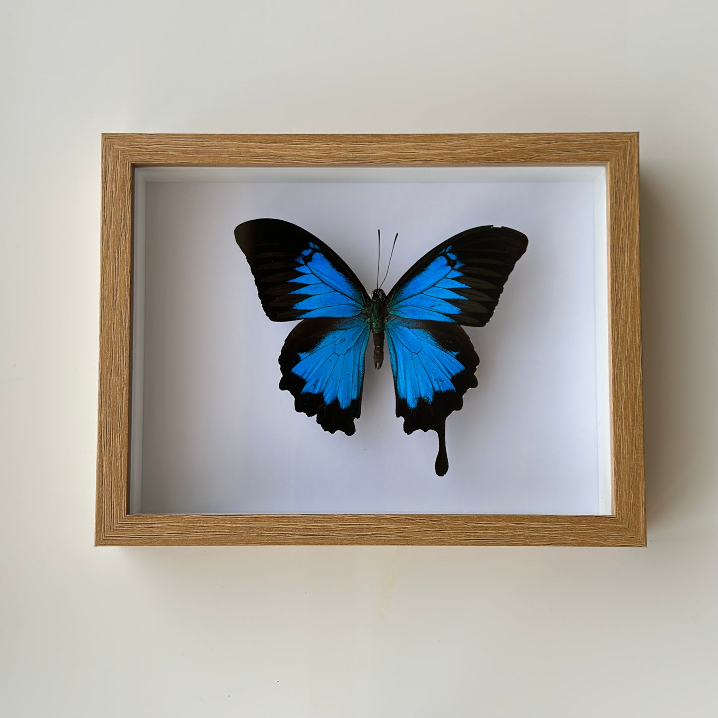 BB032 - فراشه متضررة