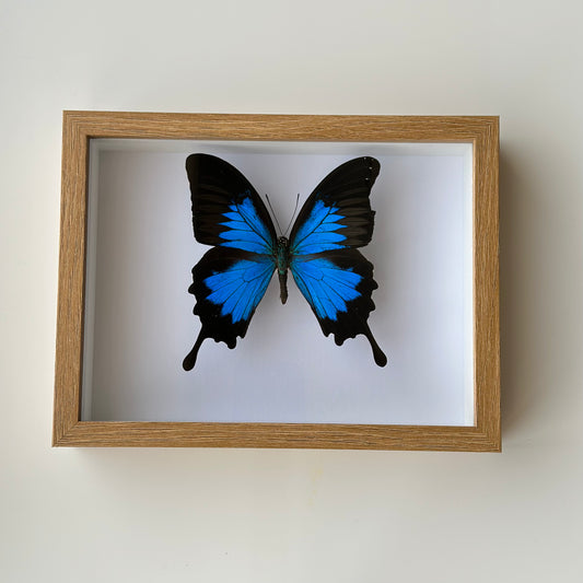 BB033 - فراشه متضررة