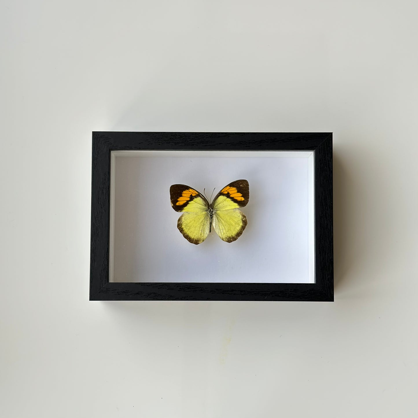 BB023 - فراشه متضررة