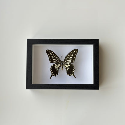 BB024 - فراشه متضررة