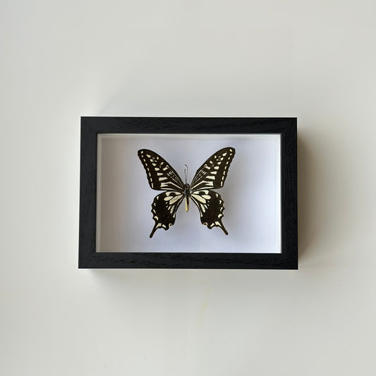 BB024 - فراشه متضررة