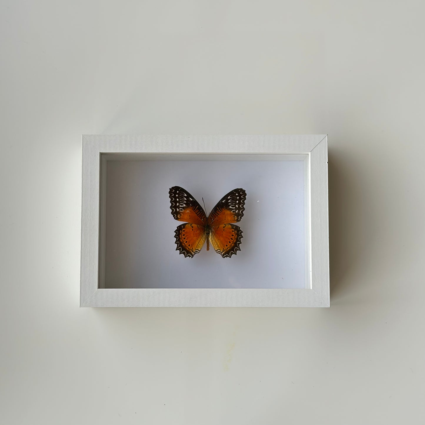 BB035 - فراشه متضررة