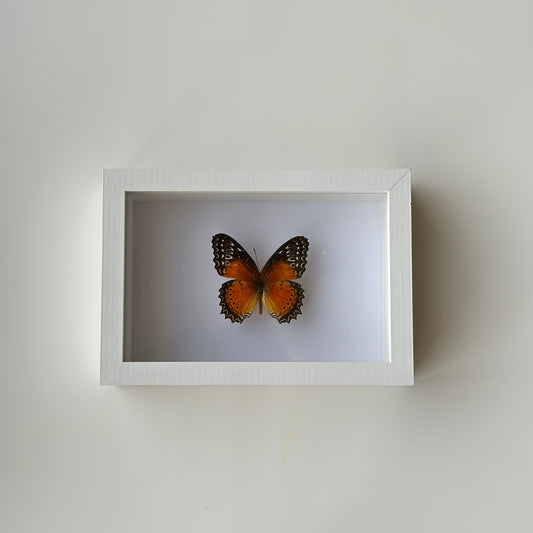 BB035 - فراشه متضررة