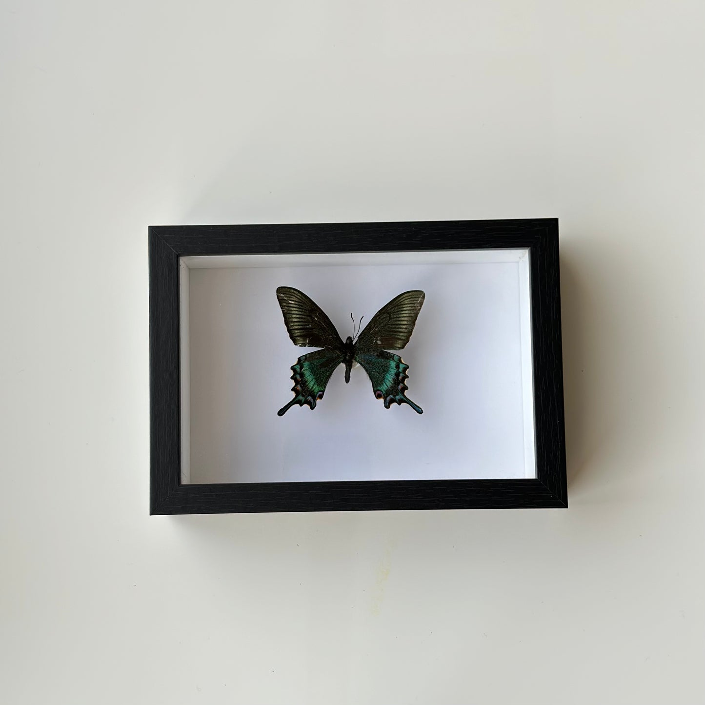 BB038 - فراشه متضررة
